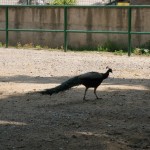 img_0071