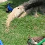 img_0082