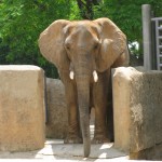 I'm a professional elephant