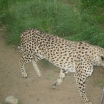 img_0181