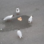 IMG_6766 IMG_6766