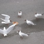 IMG_6767 IMG_6767