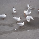IMG_6768 IMG_6768