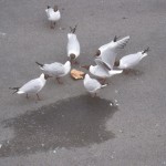 Slást um pizzusneið Slást um pizzusneið