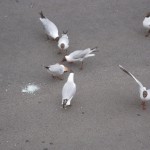 IMG_6771 IMG_6771