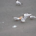 IMG_6772 IMG_6772