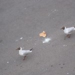 IMG_6775 IMG_6775