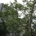IMG_1571 IMG_1571