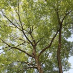 IMG_2197 IMG_2197