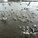 20110515-093427.jpg